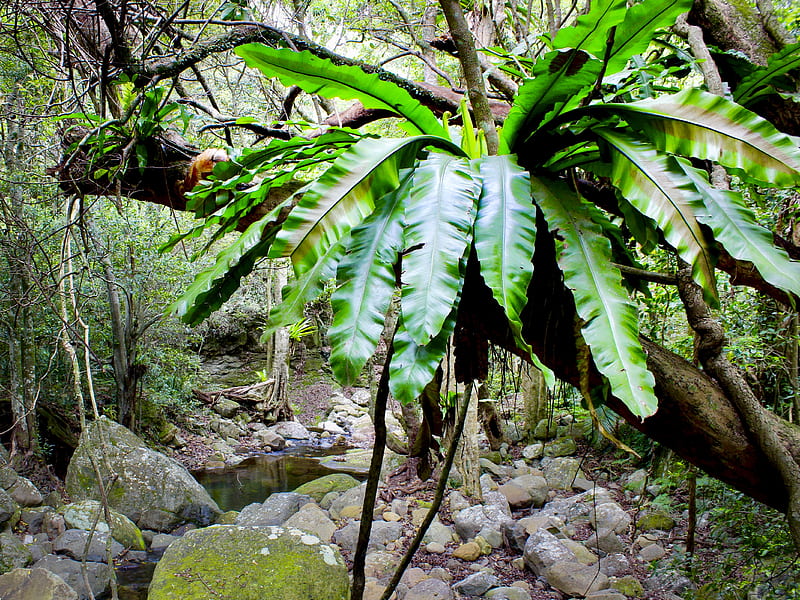 Minnamurra Rainforest, Budderoo National Park, NSW Australia., Rainforest, Rocks, Birds nest fern, Creek, HD wallpaper