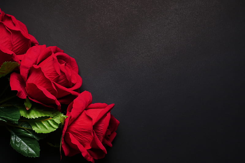 ❤️, Rises, Red, Flowers, Black background, HD wallpaper | Peakpx