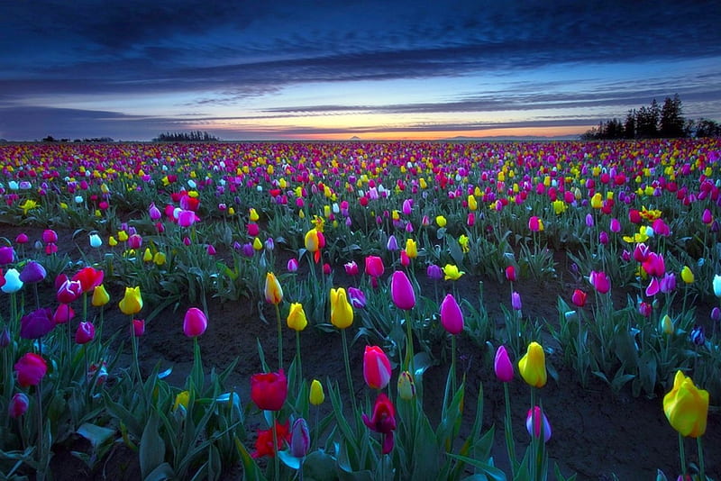 Sea Of Color, dawn, springtime, Oregon, bonito, trees, sky, farm, paradise, flowers, tulips, sunrise, field, HD wallpaper
