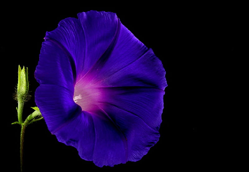 ~MORNING GLORY~, flower, purple, blue, dark, HD wallpaper