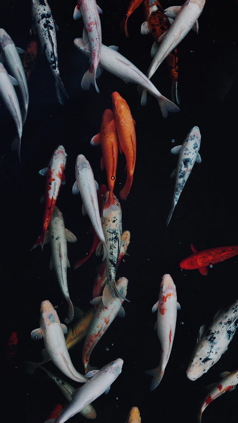 Fish, aquarium, red, tank, iphone, HD phone wallpaper
