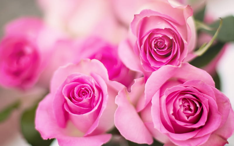pink roses, floral background, bouquet of flowers, pink flowers, roses bouquet, HD wallpaper