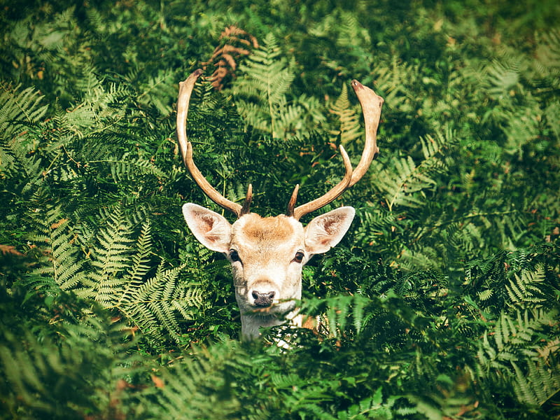brown and white deer surrounded by green plants, HD wallpaper