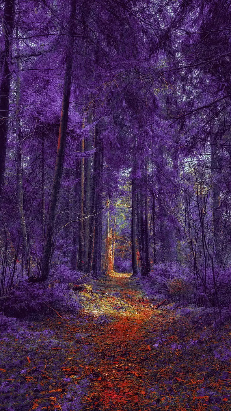 Purple forest, forest, autumn, path, trees, purple, fall, HD phone wallpaper