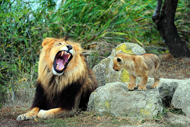 Do You hear me now?, family, forest, rocks, roaring, male lion, trees,  poerful, HD wallpaper | Peakpx