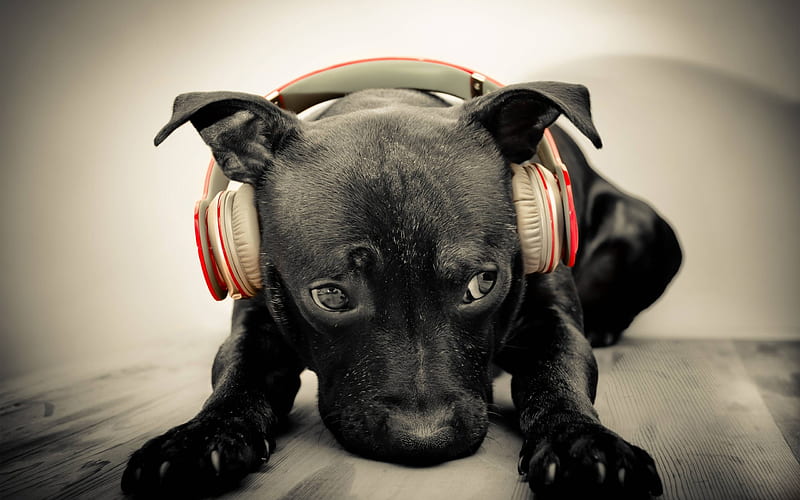 Dog, dog with headphones, funny, other, HD wallpaper