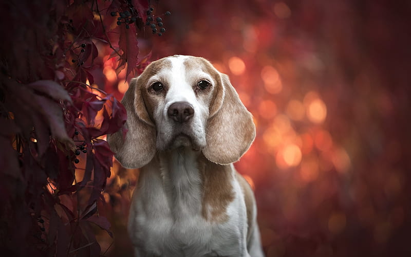 Beagle, autumn, cute dog, pets, dogs, bokeh, sad dog, cute animals, Beagle Dog, HD wallpaper