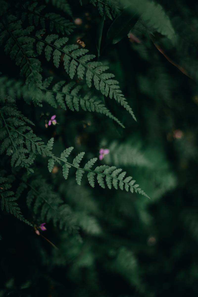 Moody Fern, fern green, leaf, leaves, moody leaf, HD phone wallpaper