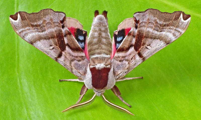 Twin Spotted Sphinx Moth, Twin, Moth, Sphinx, Spotted, HD wallpaper