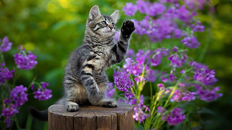 Black Ash White Cat Kitten Is Standing On Wood Trunk In Purple Flowers Background Kitten, HD wallpaper