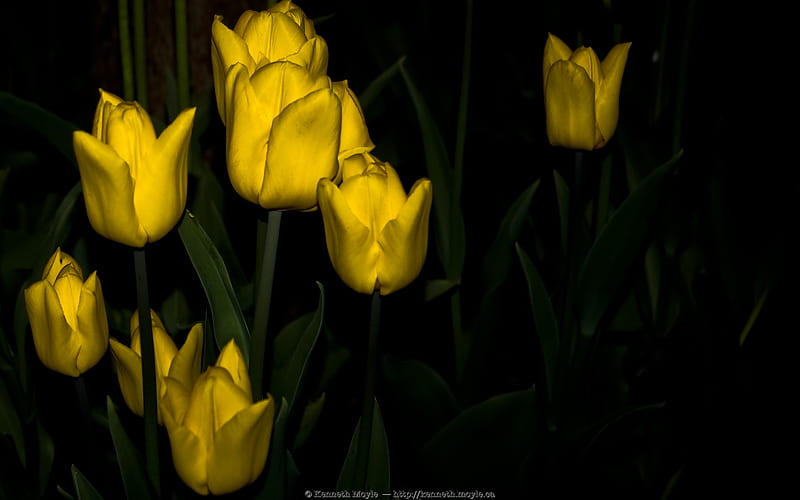 Right Place, Wrong Time, black, yellow, spring, dark, flower, flowers, tulips, tulip, night, HD wallpaper