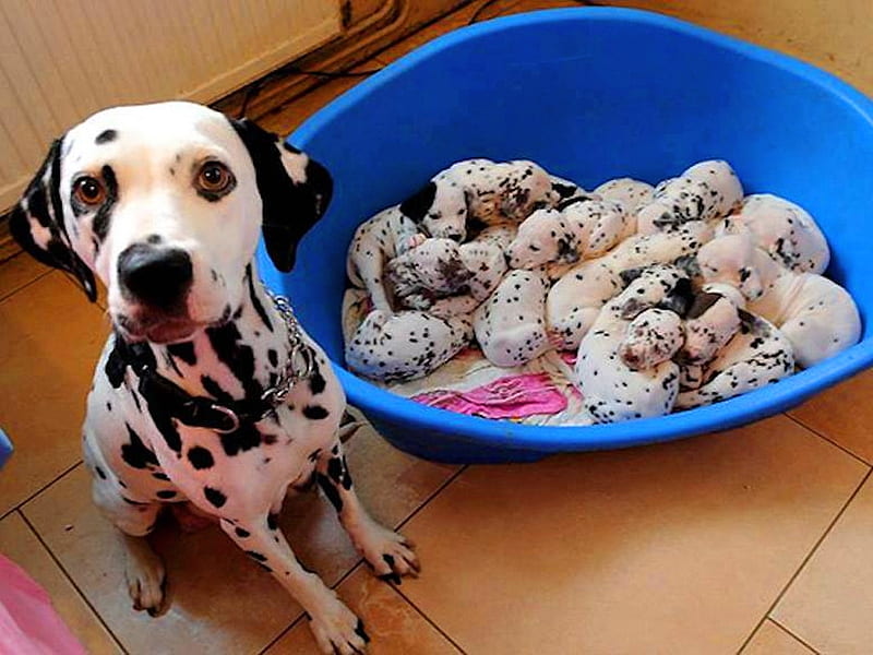 Bowl of spots, cute, puppies, dalmatian, bowl, HD wallpaper
