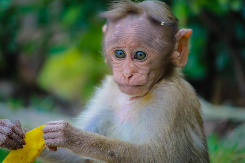 brown monkey holding fruit peel, HD wallpaper