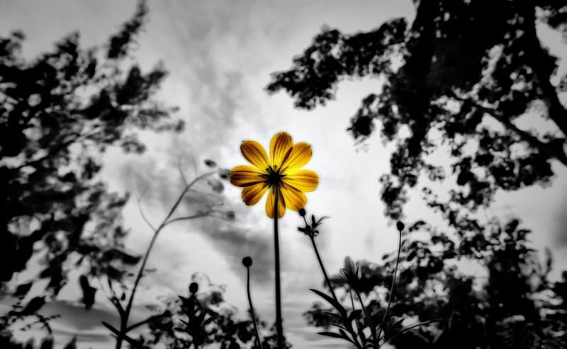 Inspire, solitary, flower, yellow, daisy, HD wallpaper