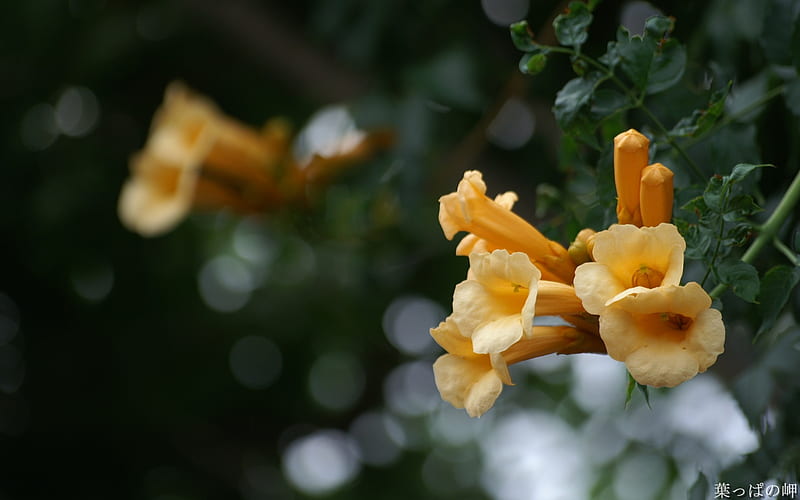 Yellow Trumpet vine-Campsis radicans Flower, HD wallpaper