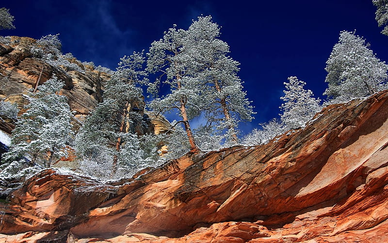 Winter, Canyon, Tree, Earth, Canyons, Arizona, Sedona, Oak Creek Canyon, HD wallpaper