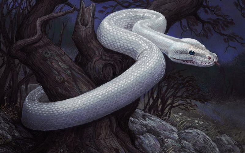 white snake, forest, night, painted snake, HD wallpaper