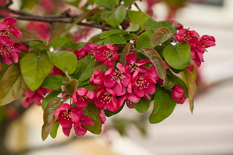 apple tree, flowers, stamens, blossom, pink, HD wallpaper