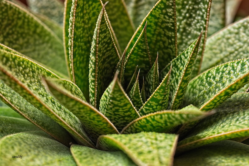 Succulent Plant Leaves Macro Green Hd Wallpaper Peakpx