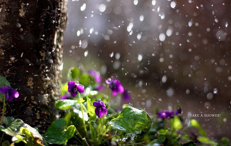 APRIL SHOWERS, violets, trees, showers, parks, purple, droplets, plants, flowers, gardens, violet, blooms, HD wallpaper