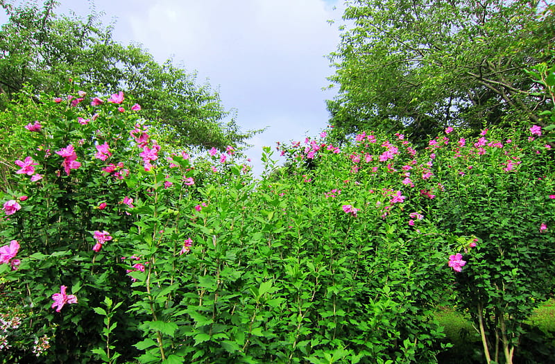 Flowering Shrubs, green, fresh, flowers, shrubs, pink, HD wallpaper