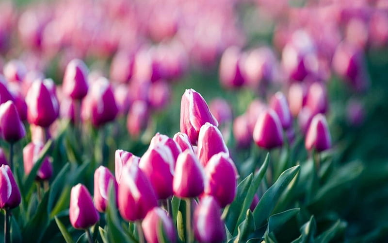 Tulips, flower bed, flower, nature, spring, buds, HD wallpaper