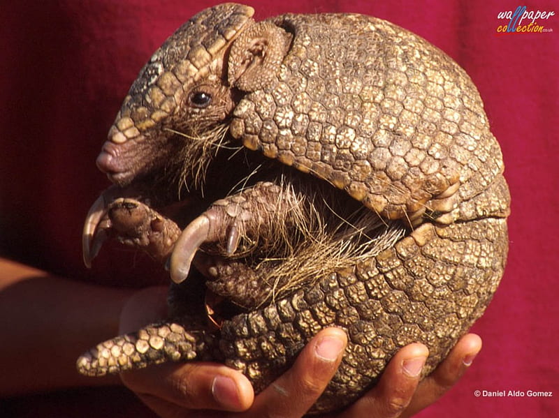 Armadillo, animals, other, HD wallpaper