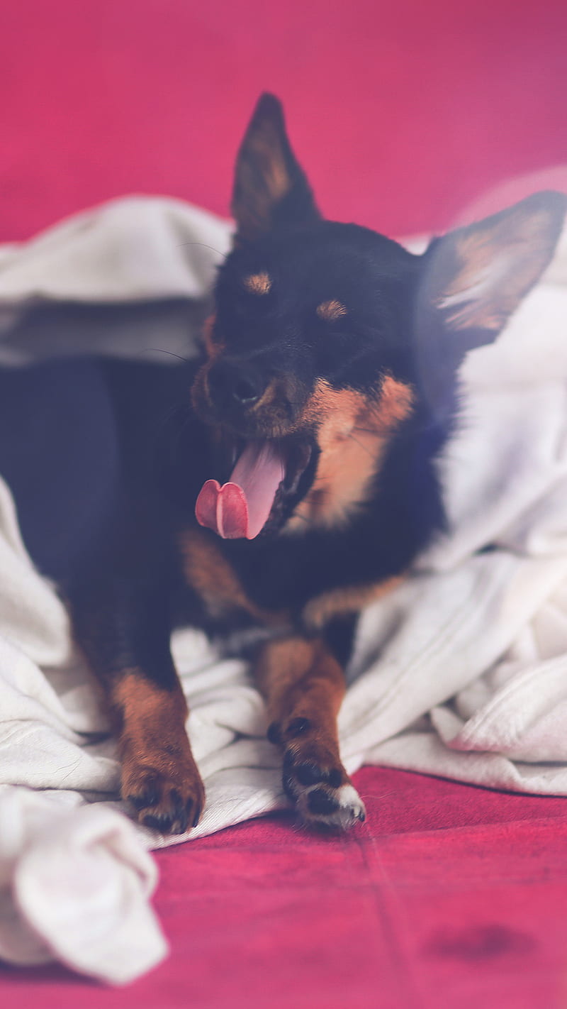 Dog Yawn , animal, HD phone wallpaper