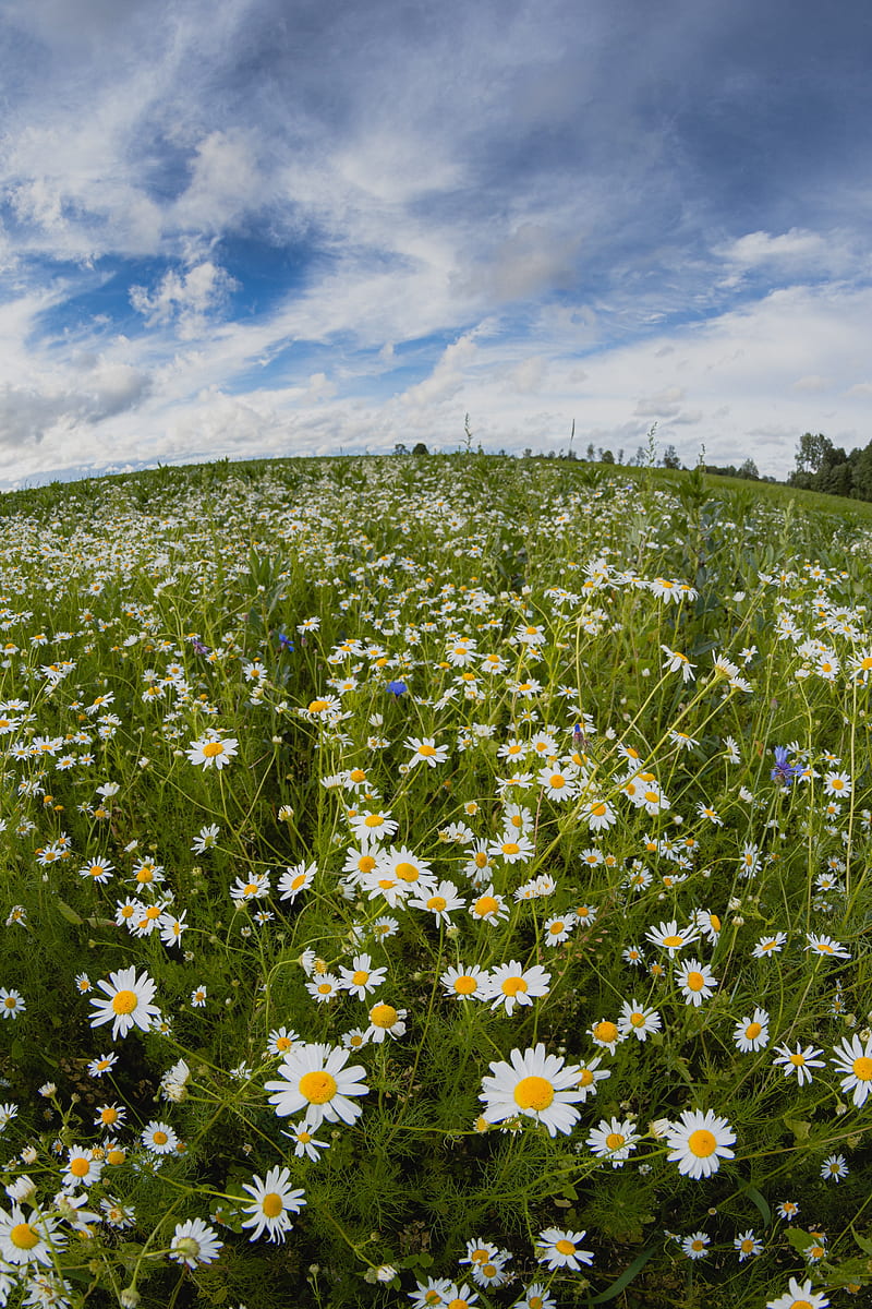 chamomile, meadow flowers, field, fisheye, effect, HD phone wallpaper