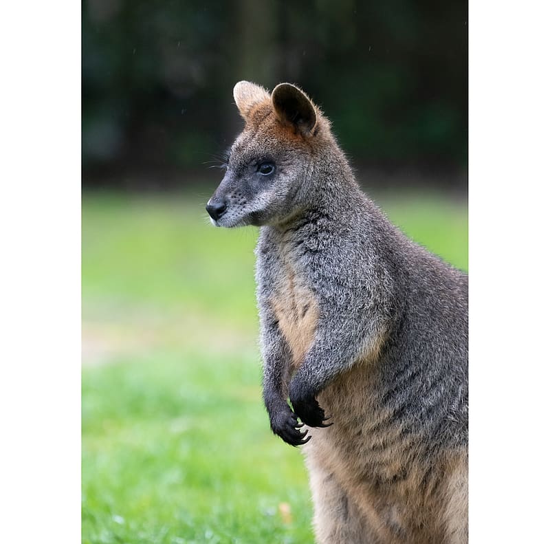 Wallaby, animal, nature, marsupial, HD wallpaper