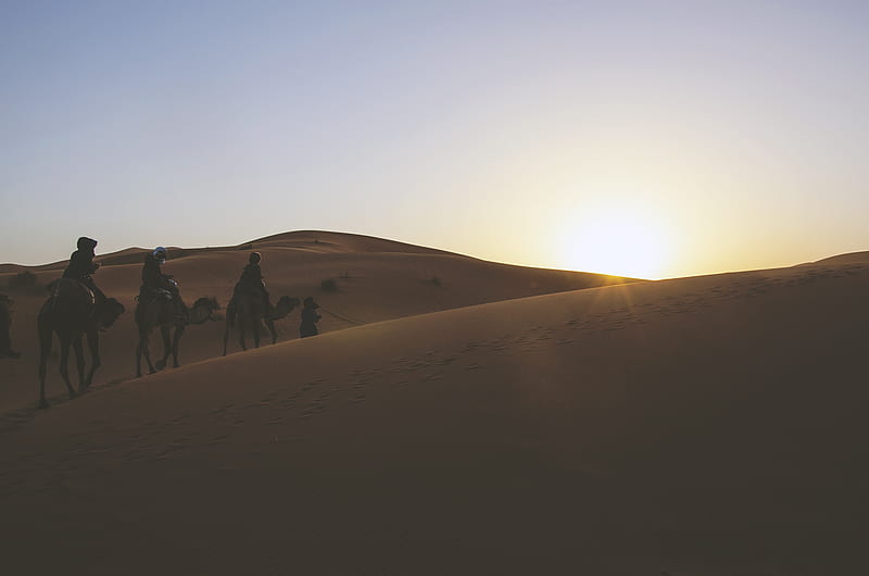 silhouette of three person riding on camels while passing through desert, HD wallpaper
