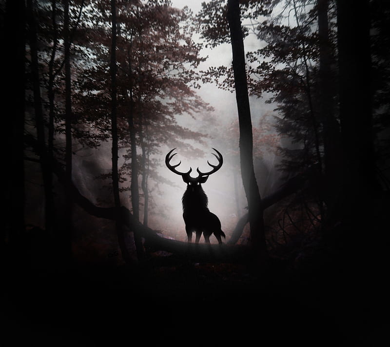 Deer in Forest, dark forest, HD wallpaper