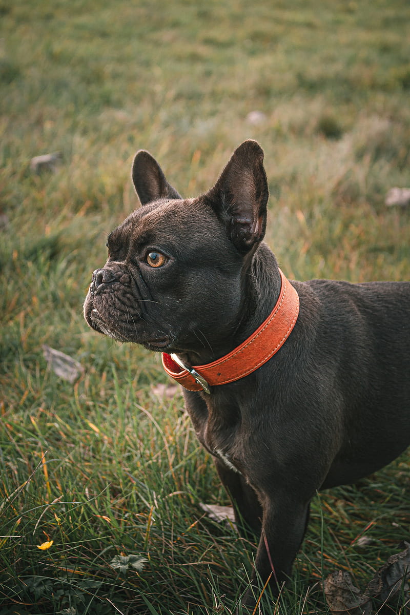 french bulldog, dog, black, pet, collar, HD phone wallpaper