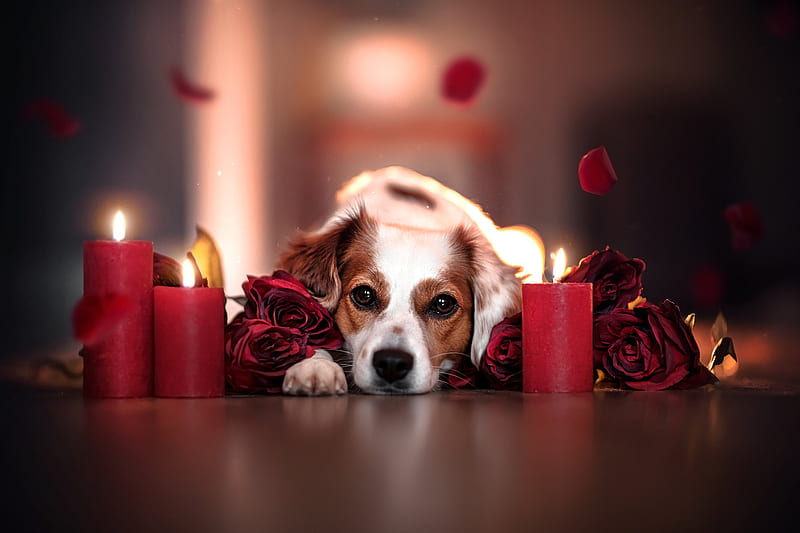 Dogs, Dog, Candle, Flower, Pet, Rose, HD wallpaper