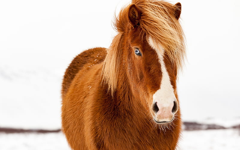 Icelandic Horse winter, brown horse, horses, wildlife, Iceland, HD wallpaper
