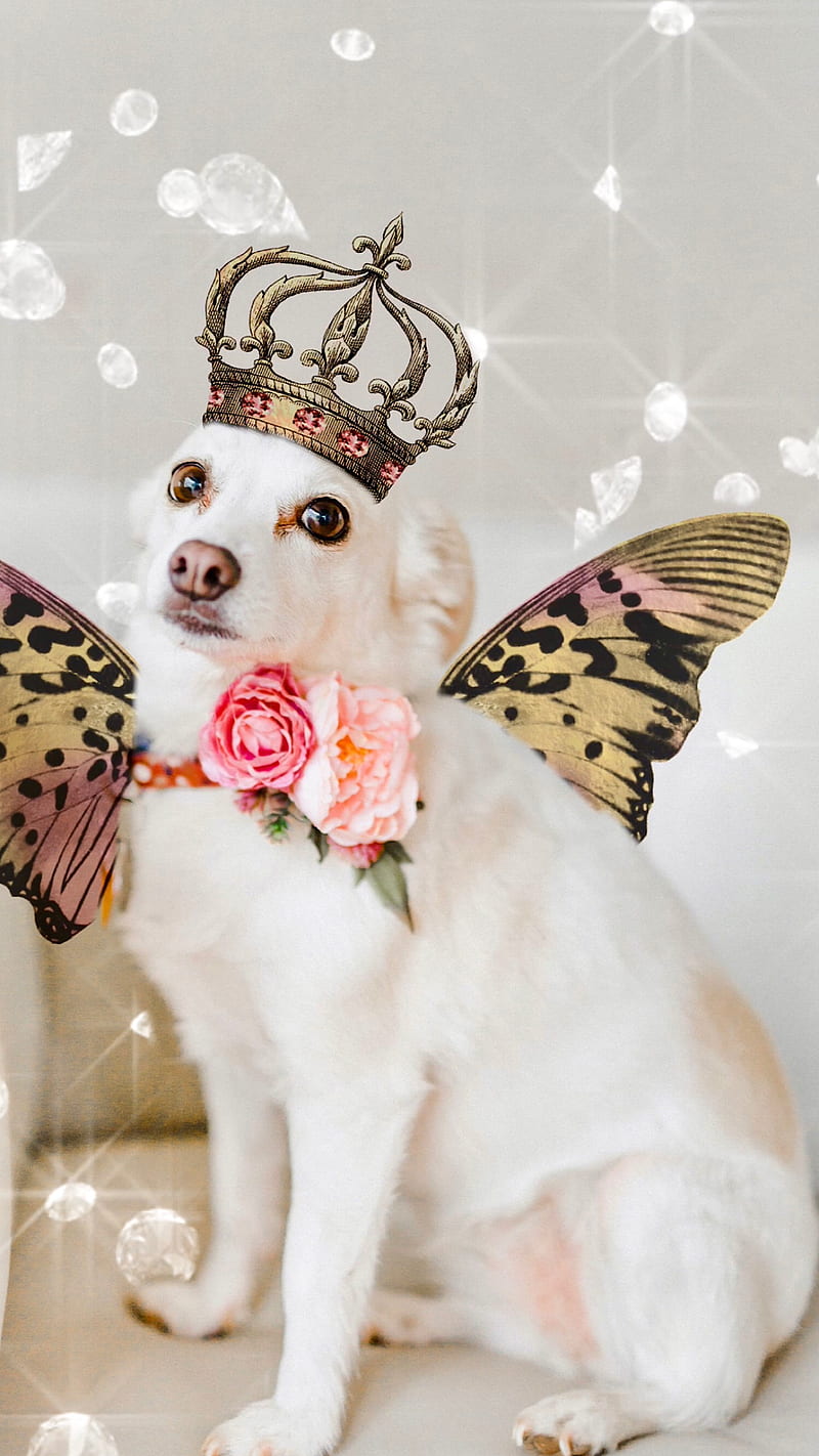 “Princess Pooch”, ColetteLrsn, adorable, animal , crown, cute , diamonds, diva, diva dog, dog , girl , princess pooch, puppy, sweet, wings, HD phone wallpaper