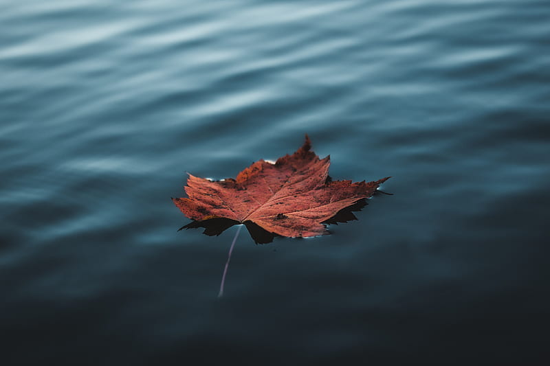 Orange Autumn Leaf Floating On Water, leaf, water, nature, autumn, graphy, HD wallpaper