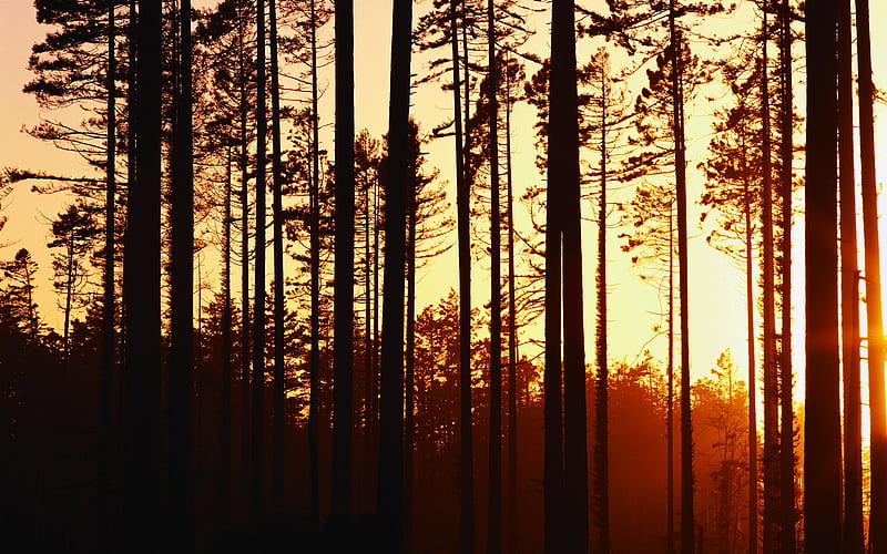 Duskwood-sunset illuminates the woods, HD wallpaper