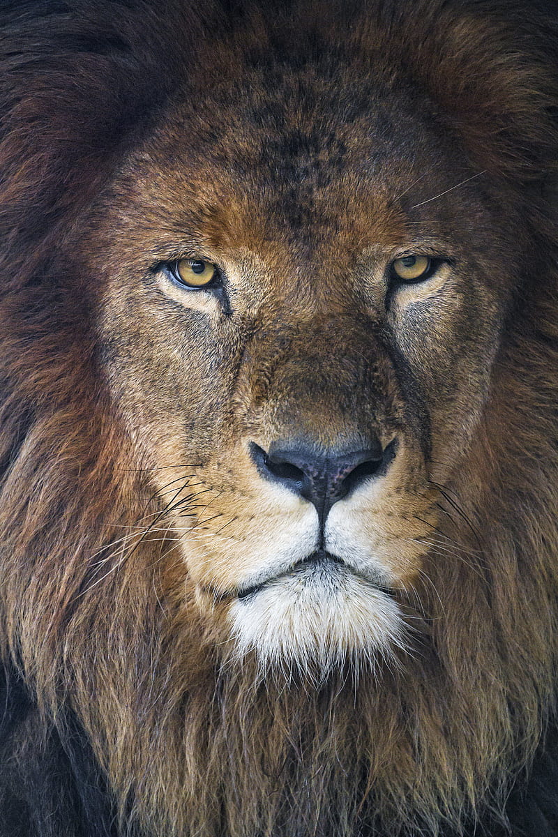 lion, glance, predator, mane, HD phone wallpaper