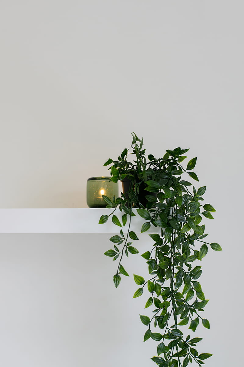 green leafed plant place on floating shelf, HD phone wallpaper