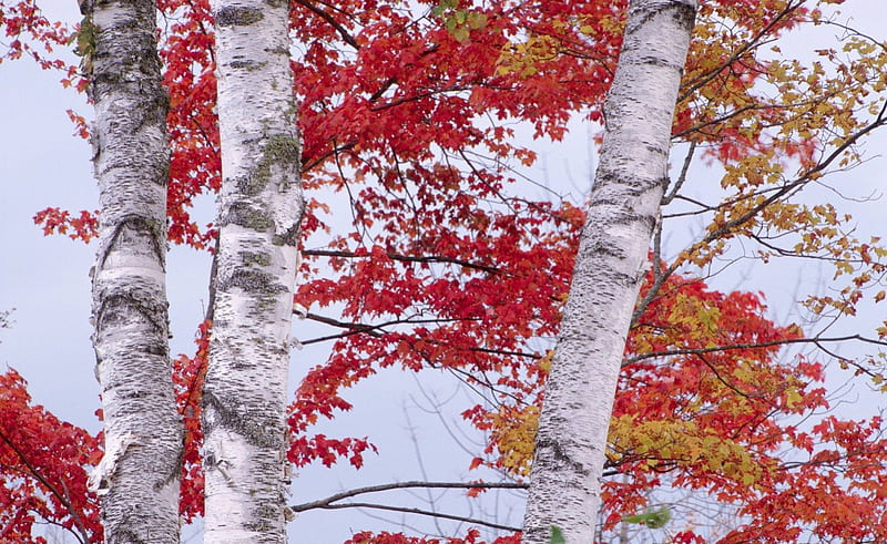 Autumn Scene, red, autumn, leaves, birch, bonito, trees, HD wallpaper