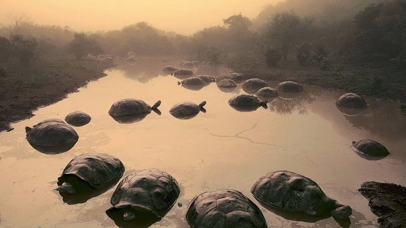 giant tortoises, giant, tree, water, tortoise, HD wallpaper