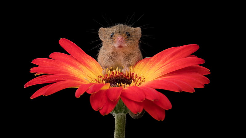Mouse, black, flower, gerbera, rodent, animal, red, yellow, cute, soricel, harvest mouse, HD wallpaper