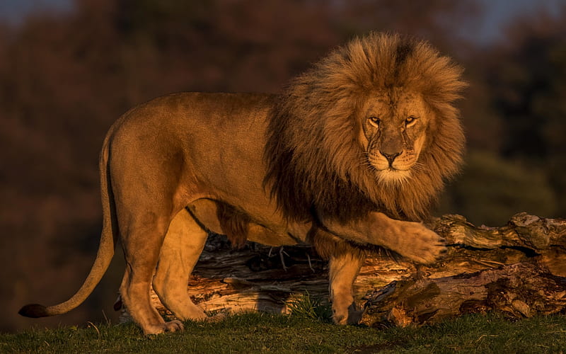 big lion, Africa, sunset, evening, wildlife, predator, lions, HD wallpaper