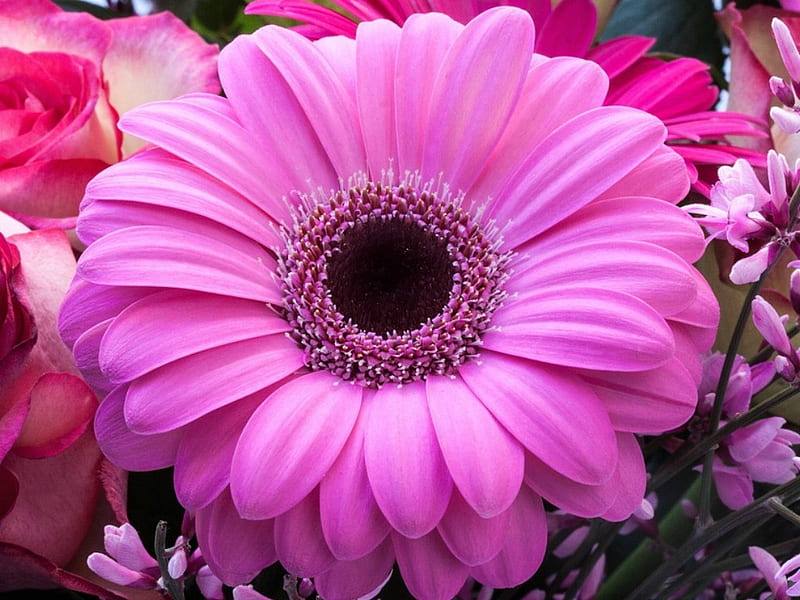 Hermosa gerbera, flor, gerbera, hermosa, Fondo de pantalla HD | Peakpx