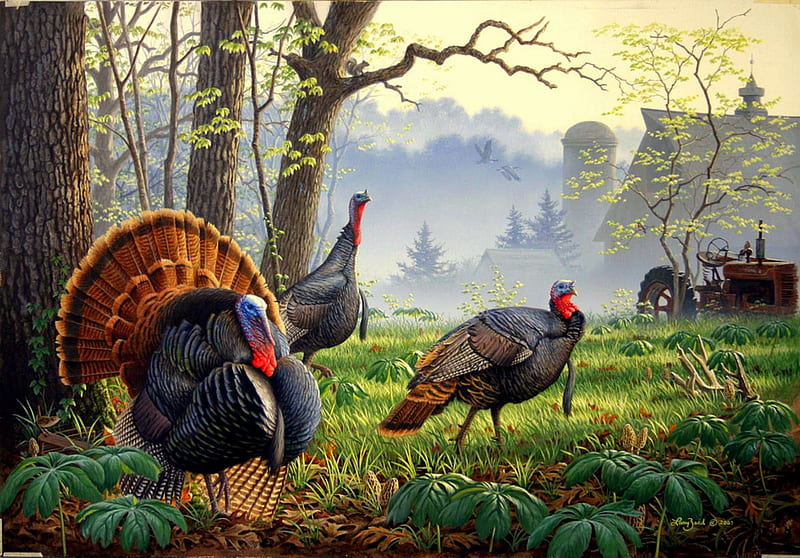 Emerging, wild turkeys, tractor, silo, woods, trees, groundcover, fog, mist, barn, farm, turkeys, HD wallpaper