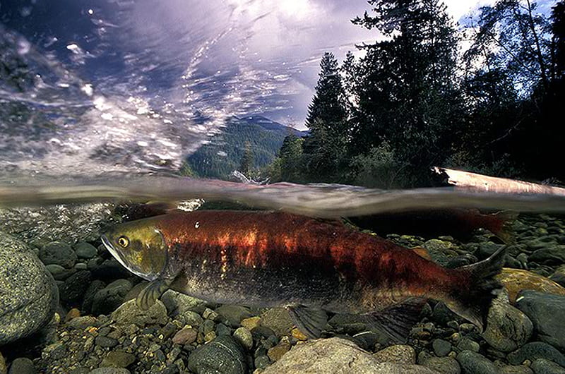 salmon, cute, fish, hot, river, animals, HD wallpaper