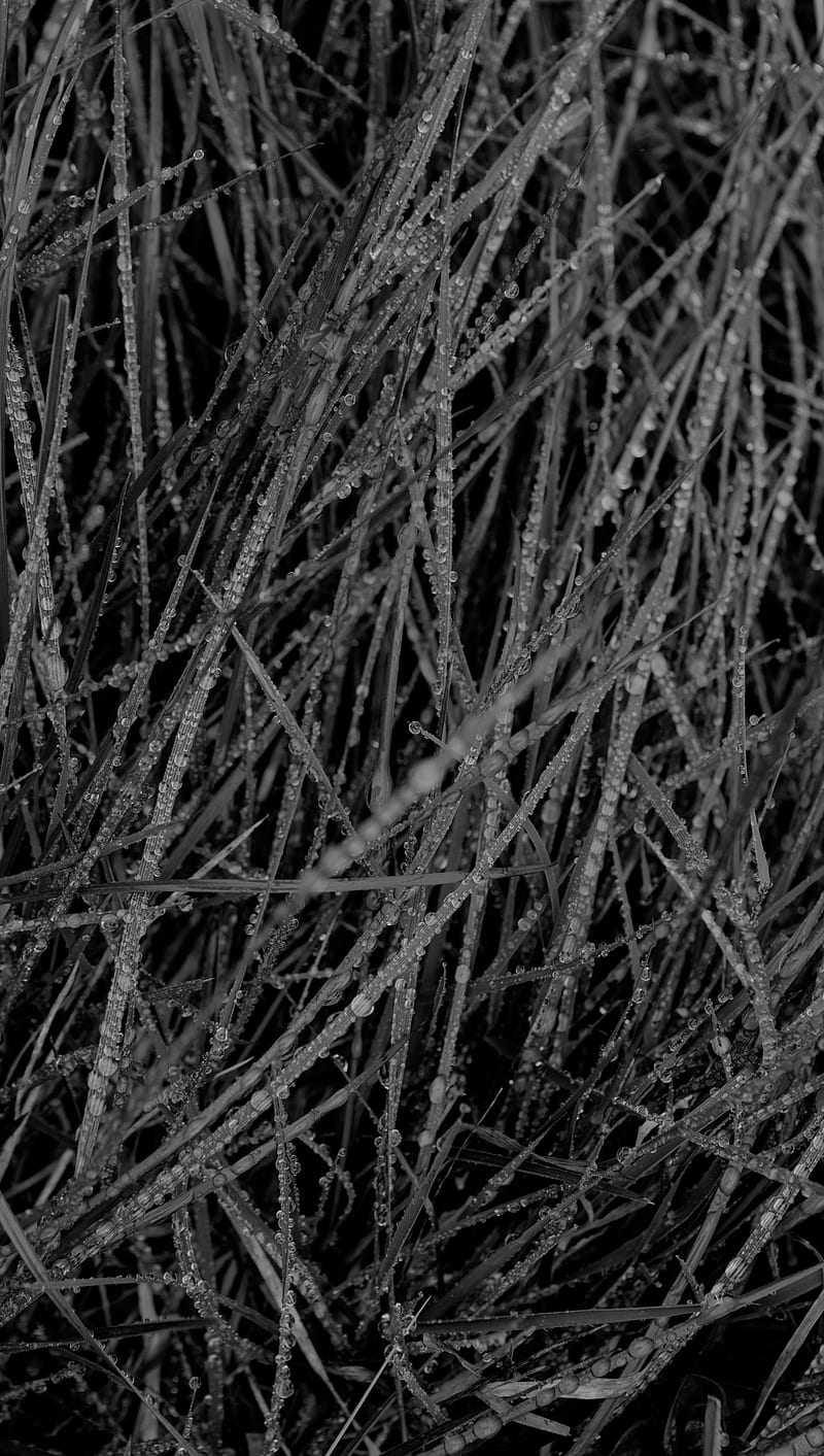 Wet Grass, black, dark, dew, drops, lines, moist, rain, HD phone wallpaper