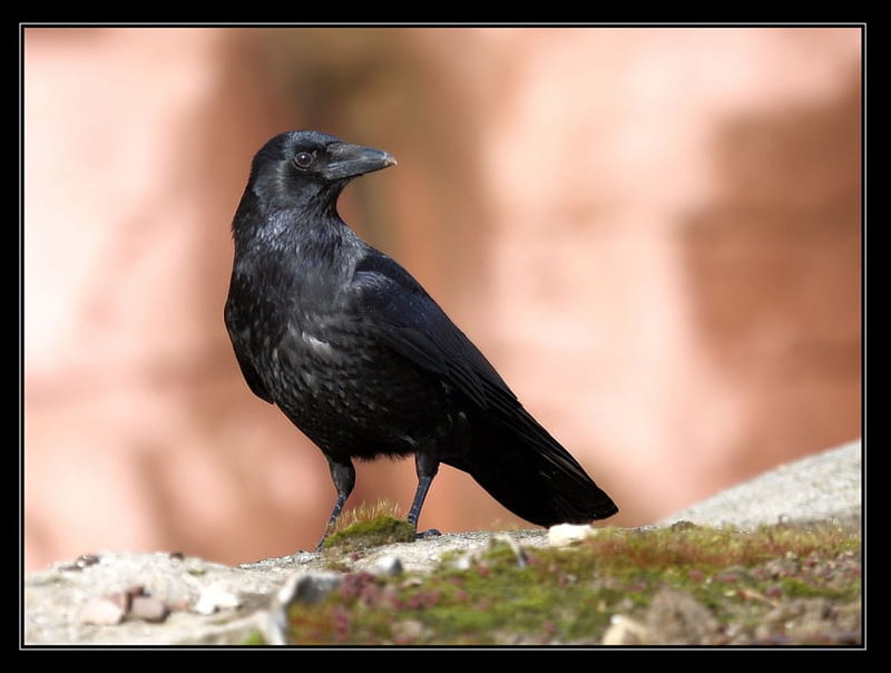 Sad Anime Boy Raven Crow