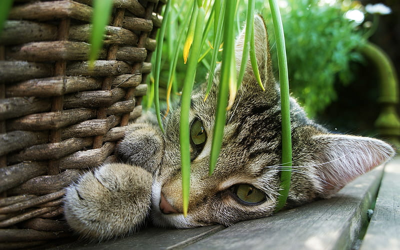 I am too playful!!, feline, basket, cat, kitten, animal, sweet, HD wallpaper